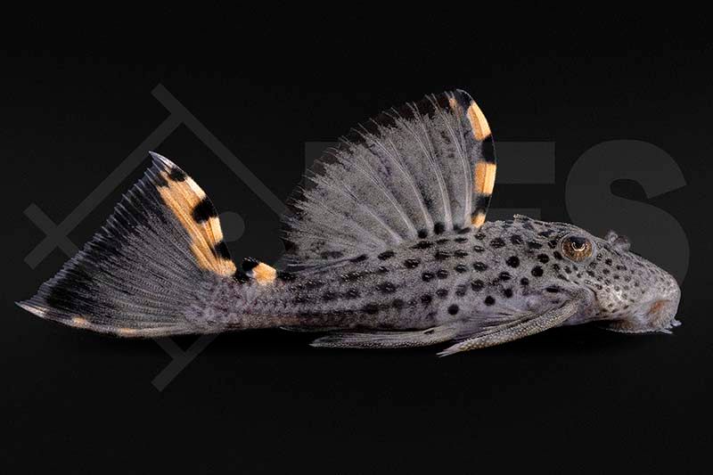 Orangesaum-Rüsselzahnwels L 91 (Leporacanthicus triactis)