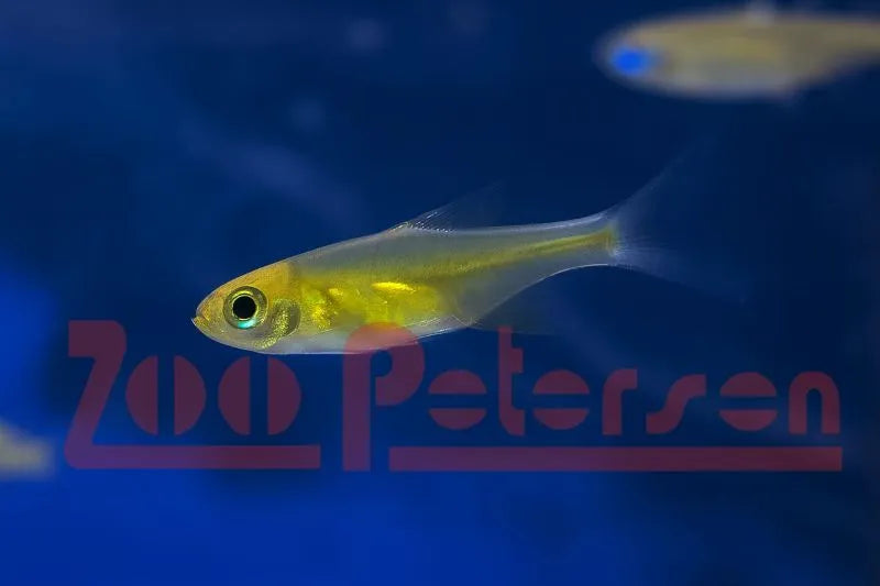 Smaragd-Zwergrasbora (Microdevario kubotai)