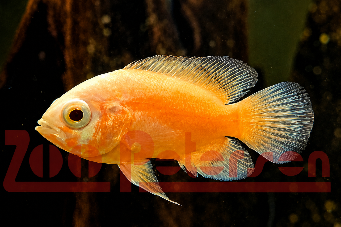 Pfauenaugenbuntbarsch, Oskar, gold (Astronotus ocellatus)