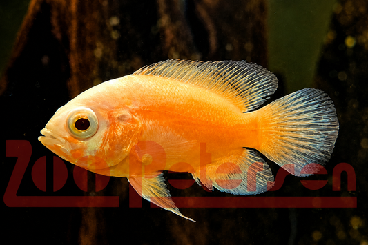 Pfauenaugenbuntbarsch, Oskar, gold (Astronotus ocellatus)