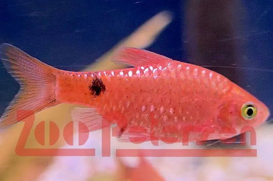 Prachtbarbe (Puntius conchonius)