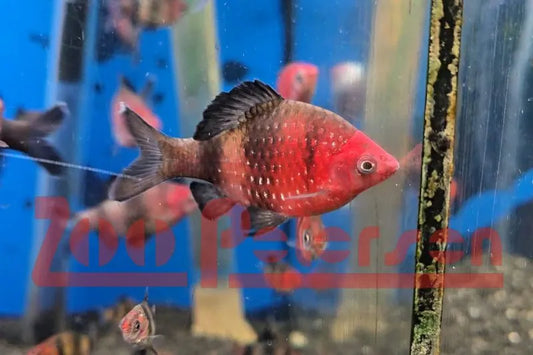 Purpurkopfbarbe (Barbus nigrofasciatus)