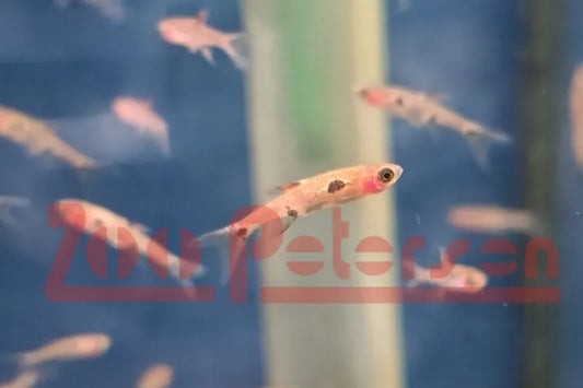 Zwergbärbling (Boraras maculatus)