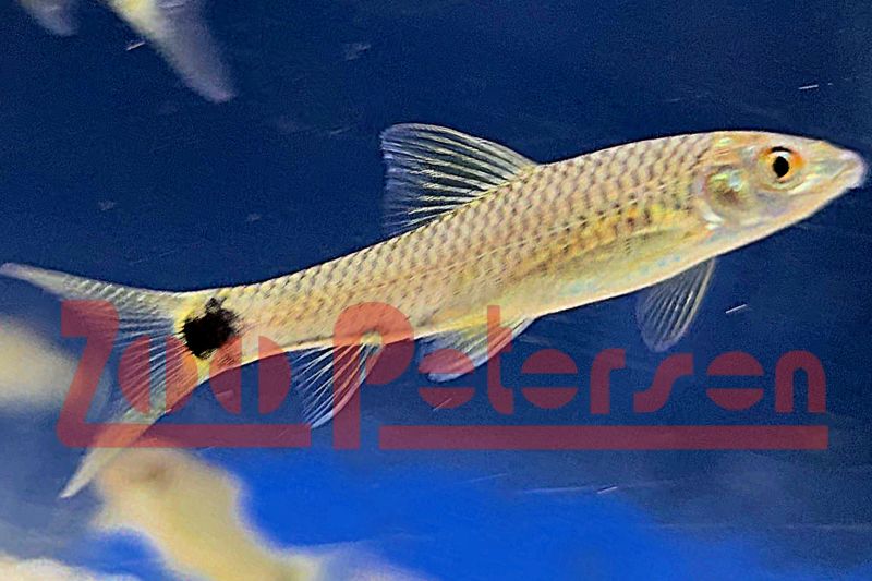 Schwanzfleck-Algenfresser, Netzpinsel-Algenfresser (Crossocheilus reticulatus)