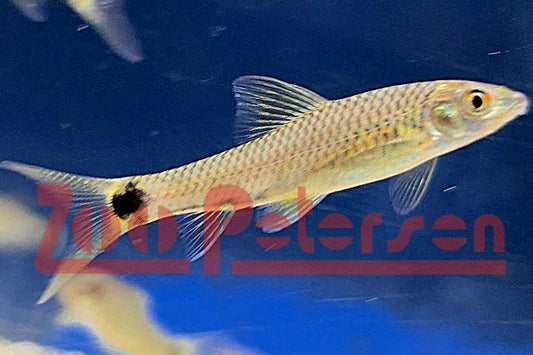 Schwanzfleck-Algenfresser, Netzpinsel-Algenfresser (Crossocheilus reticulatus)