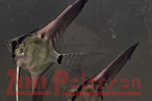 Skalar, Black Fin Veiltail (Pterophyllum scalare)