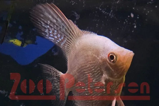 Skalar, Platinum Seal Point Pearl (Pterophyllum scalare)