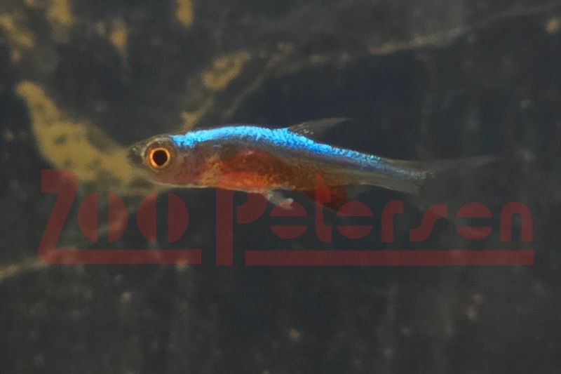 Axelrod´s Bärbling, blau (Sundadanio axelrodi blue)